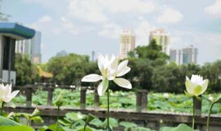 深圳哪里好玩景点排名 深圳荷花公园在哪里